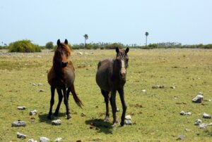Delft Island Day Trip