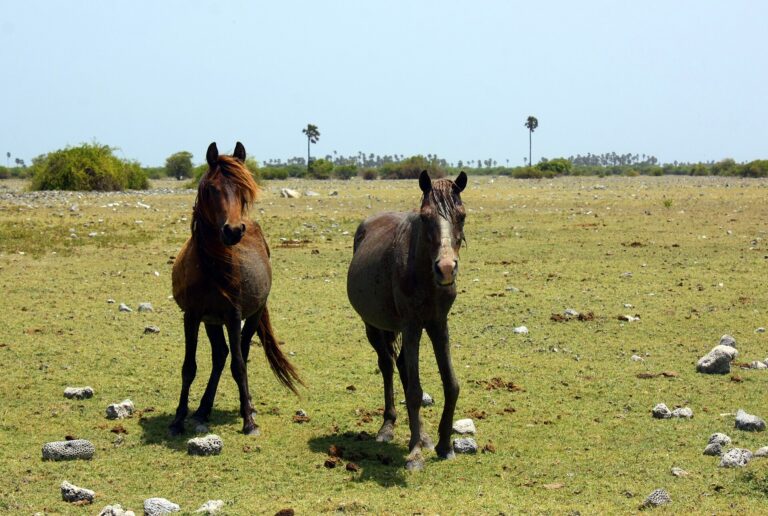Delft Island Day Trip