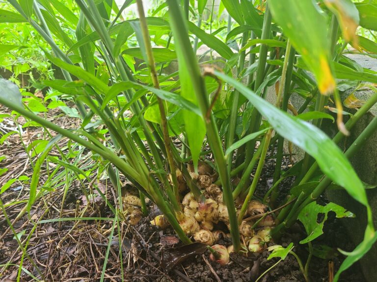 Ginger