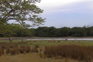 Wilpattu