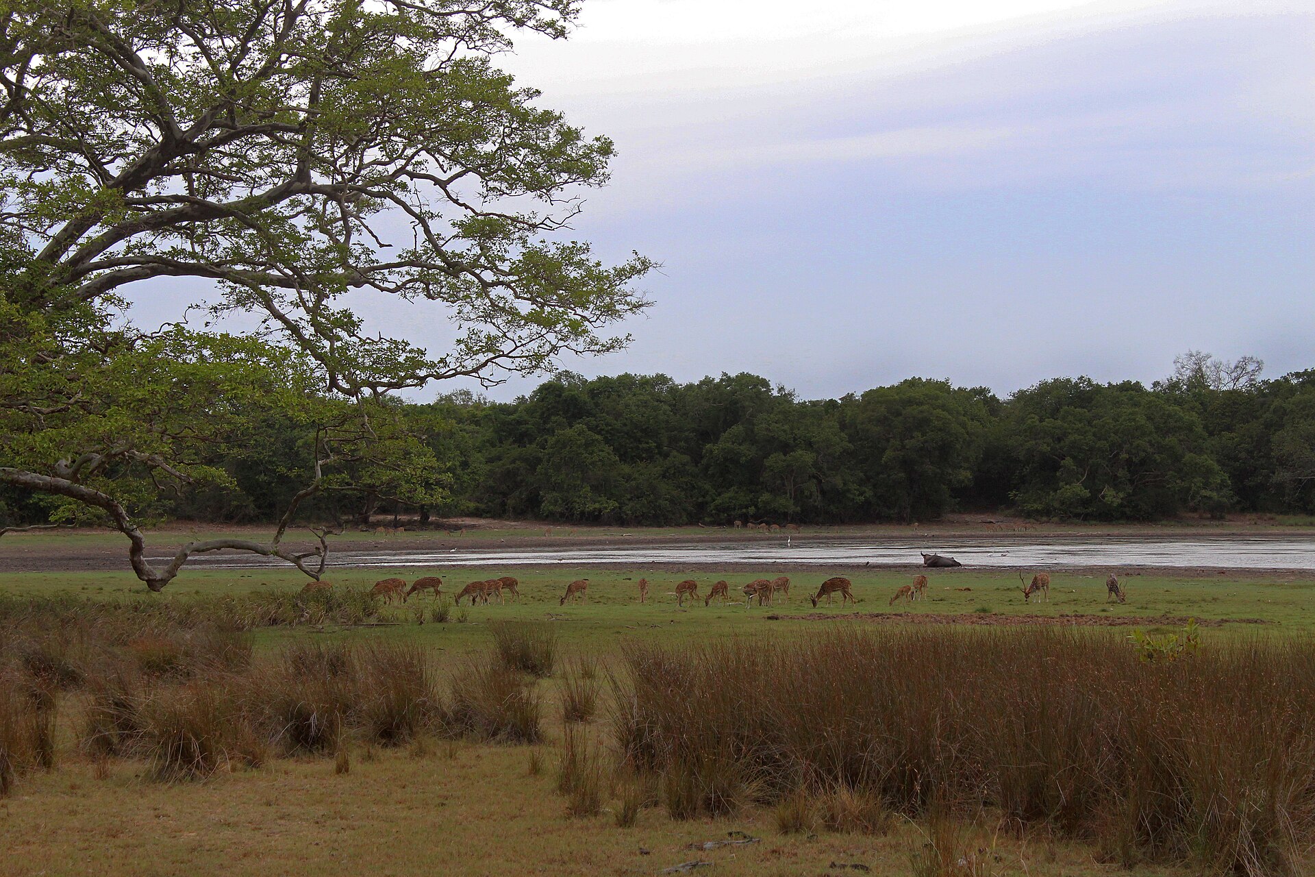 Wilpattu