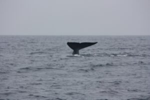 Whale-watching season, Mirissa