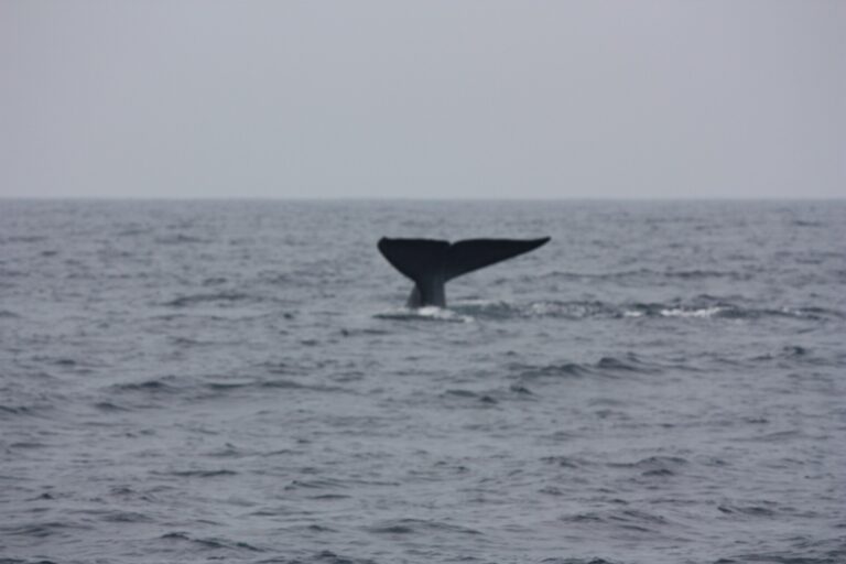 Whale-watching season, Mirissa
